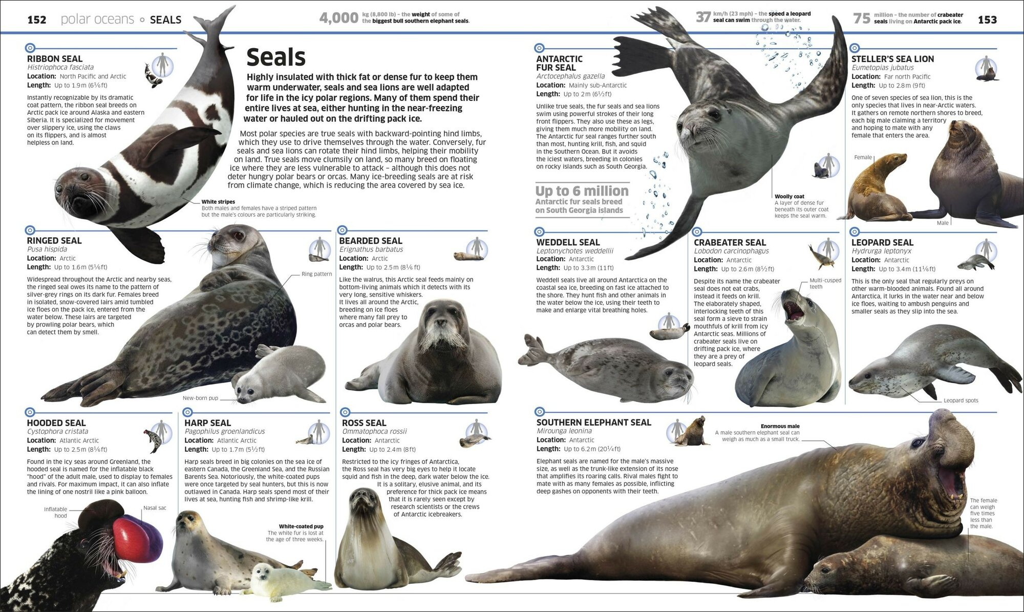 Knowledge Encyclopedia Ocean (без автора) - фото №6