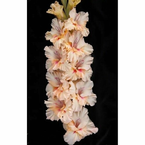 Гладиолус крупноцветковый София 3 шт 1129₽