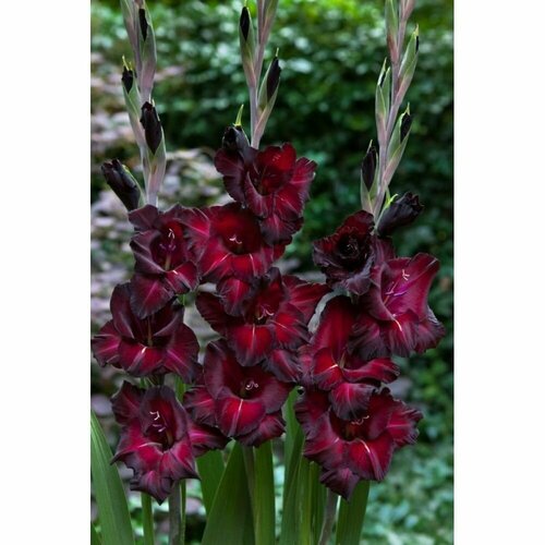 Гладиолус крупноцветковый Блэк Си 5 шт 1249₽