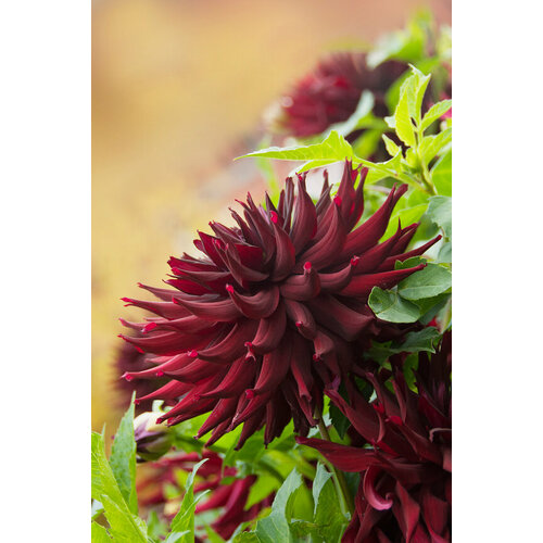 Георгина Рип Сити полукактусовый клубень 570₽