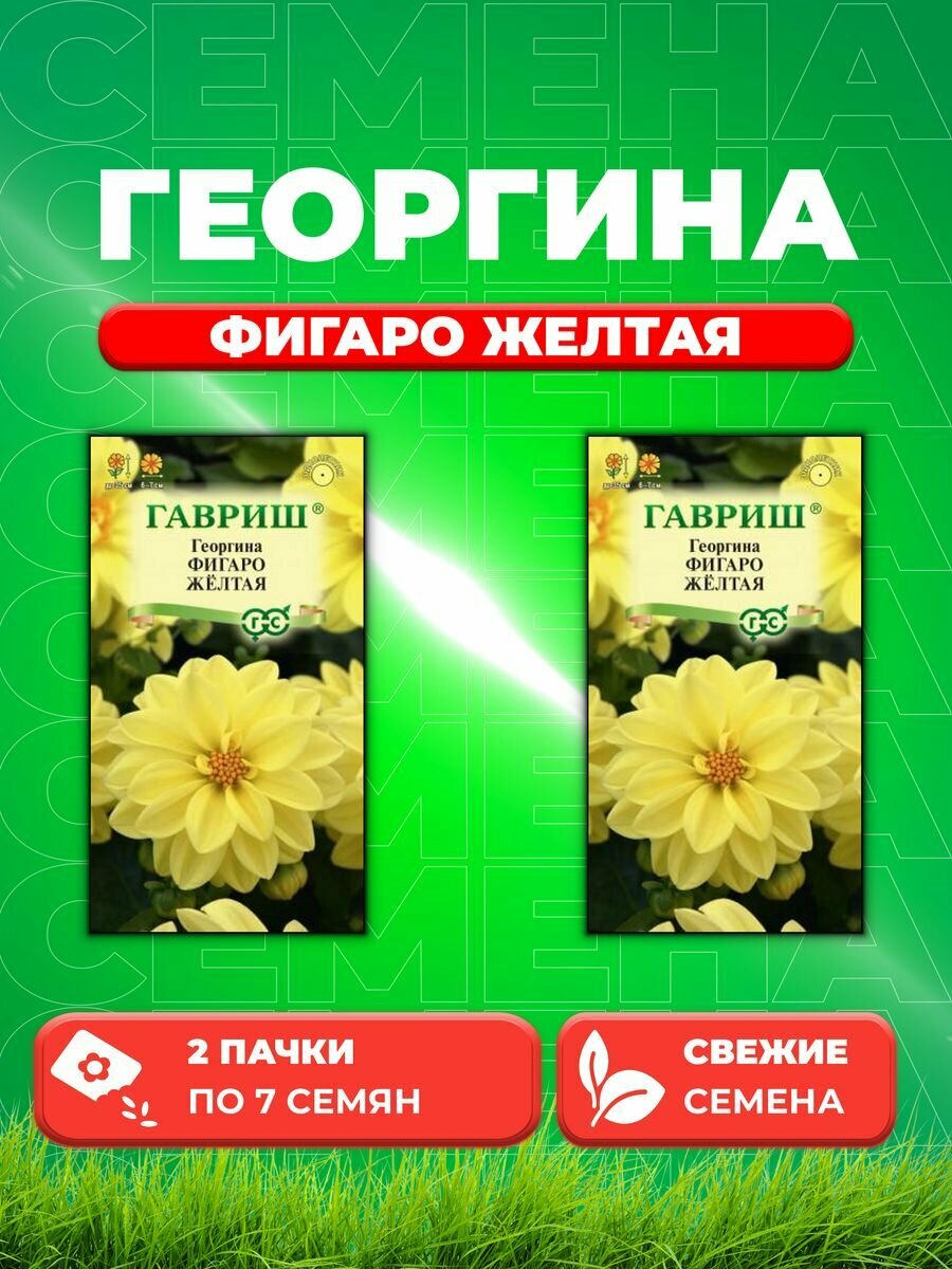 Георгина Фигаро желтая, 7 шт, Цветочная коллекция(2уп)