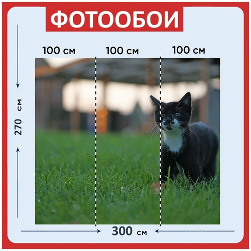 Фотообои Кот похмелье черный кот 300x270 см флизелиновыена стену 3970₽