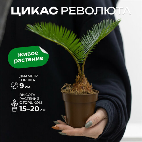 Пальма Цикас революта высота 20см в горшке d9 см