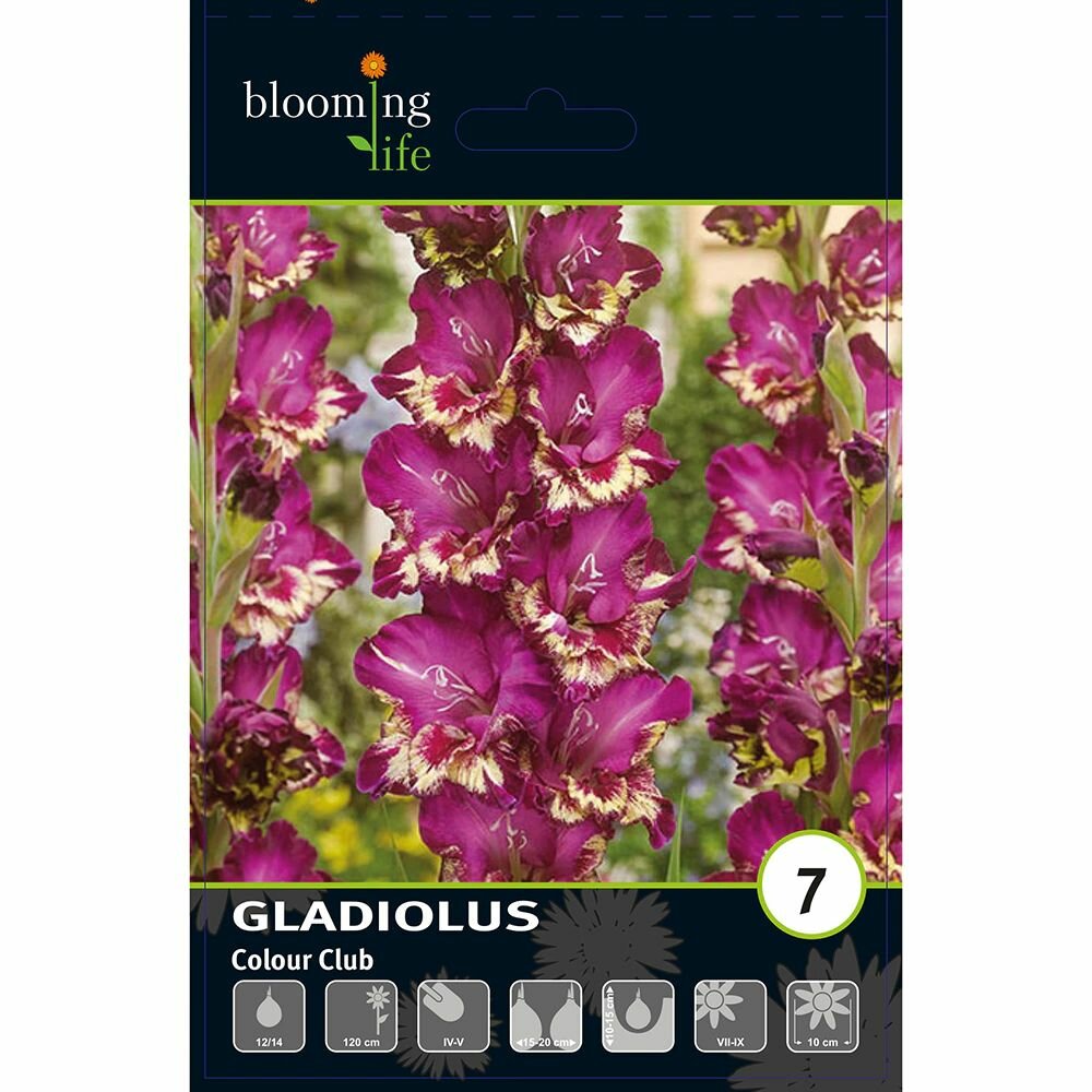 Гладиолус крупноцветковый Колор Клаб 7 шт
