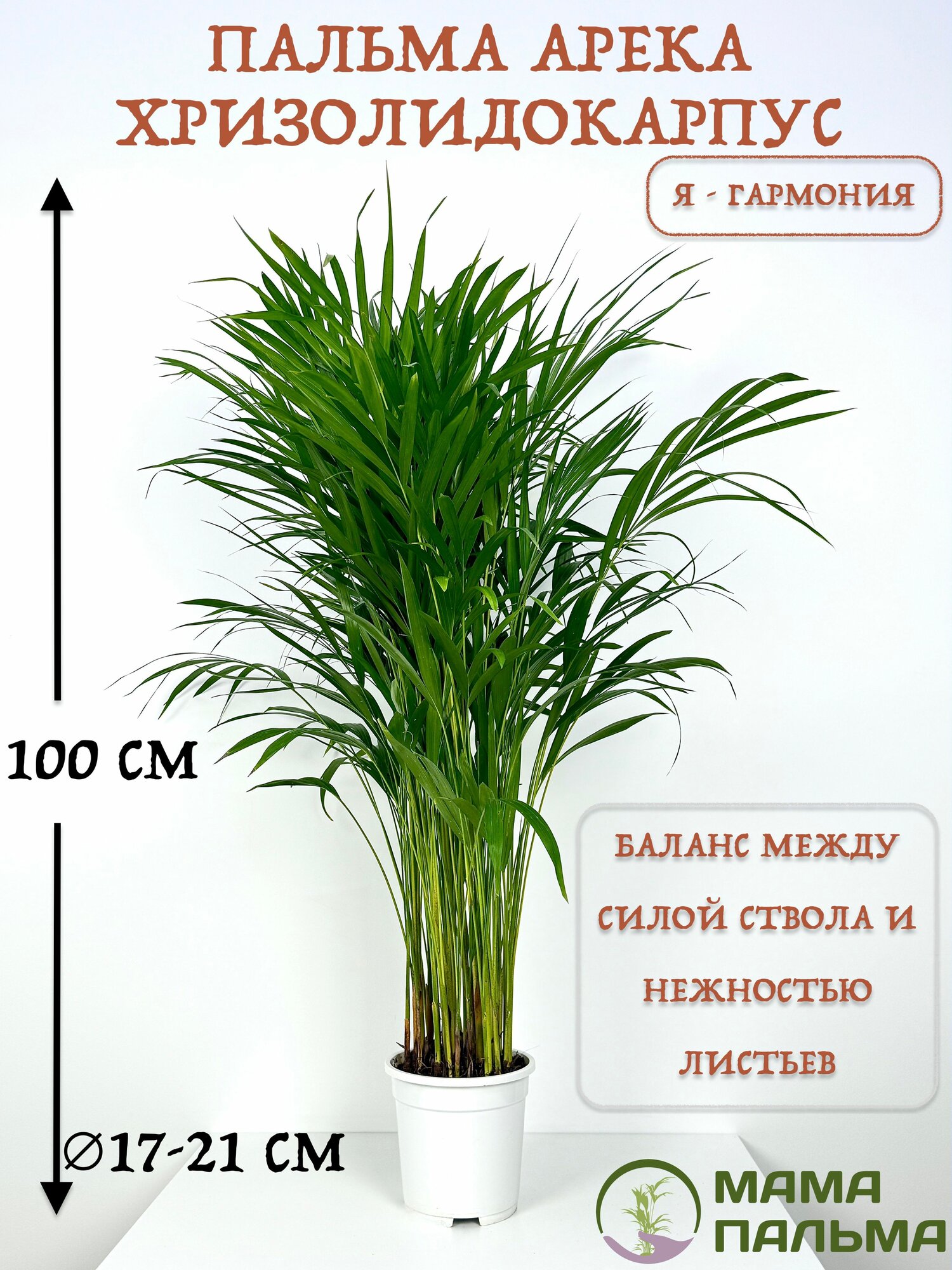 Живое растение Пальма Арека Хризолидокарпус в горшке D17-21 высота 100 см крупномер