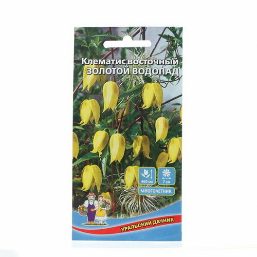 Семена Цветов Клематис восточный Золотой водопад, 12 шт семена цветов клематис восточный золотой водопад 1 2 шт