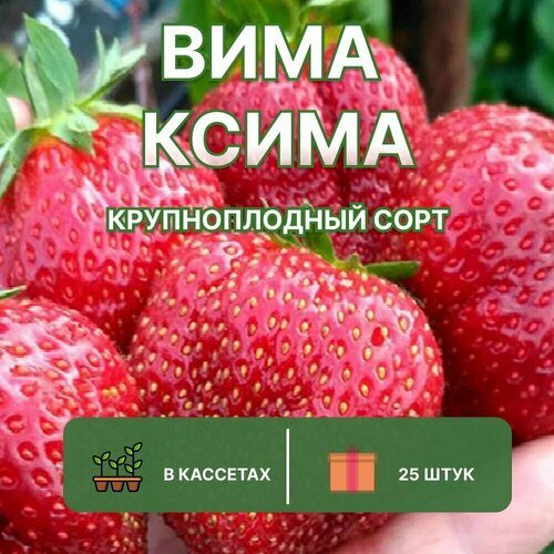 Клубника Вима Ксима Крупноплодный сорт 25 штук саженцев