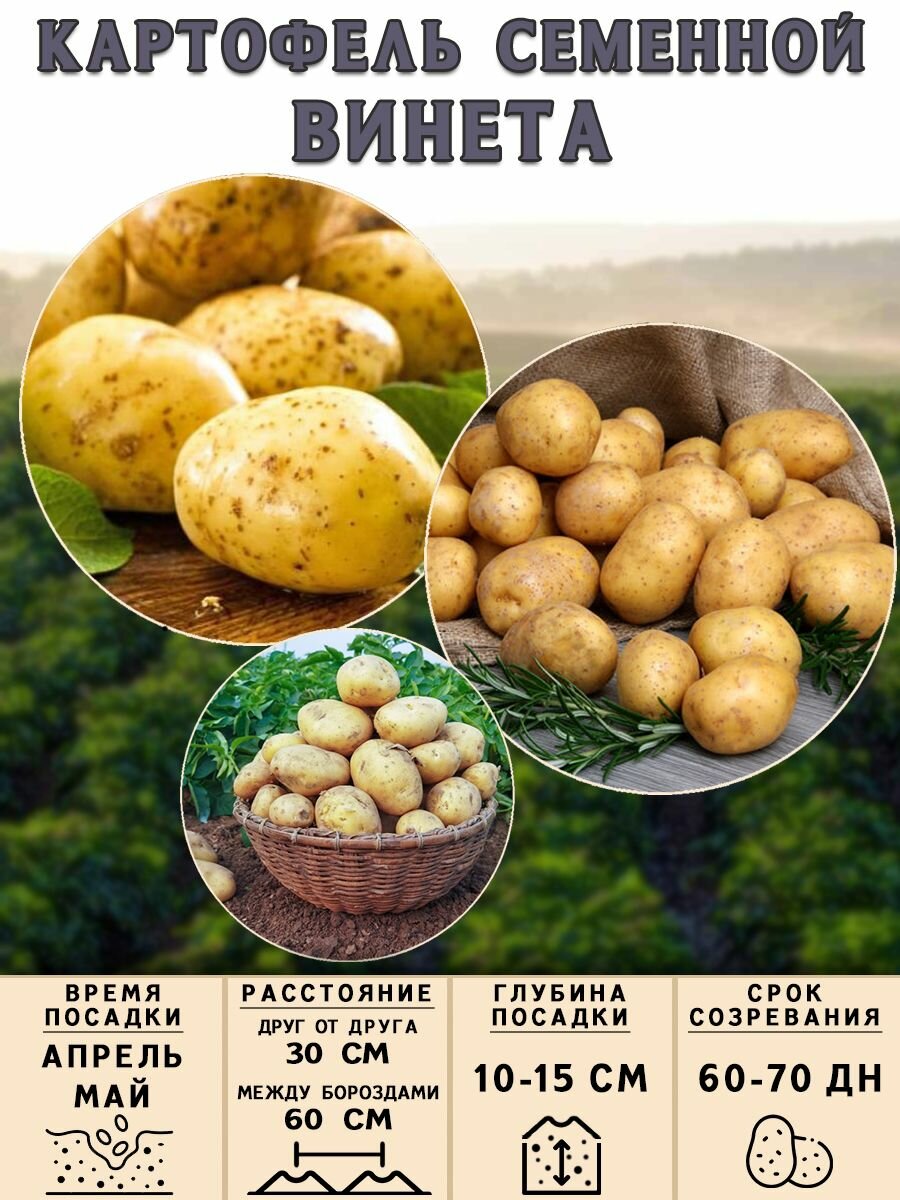 Клубни картофеля на посадку Винета (суперэлита) 3 кг Ранний - фотография № 3