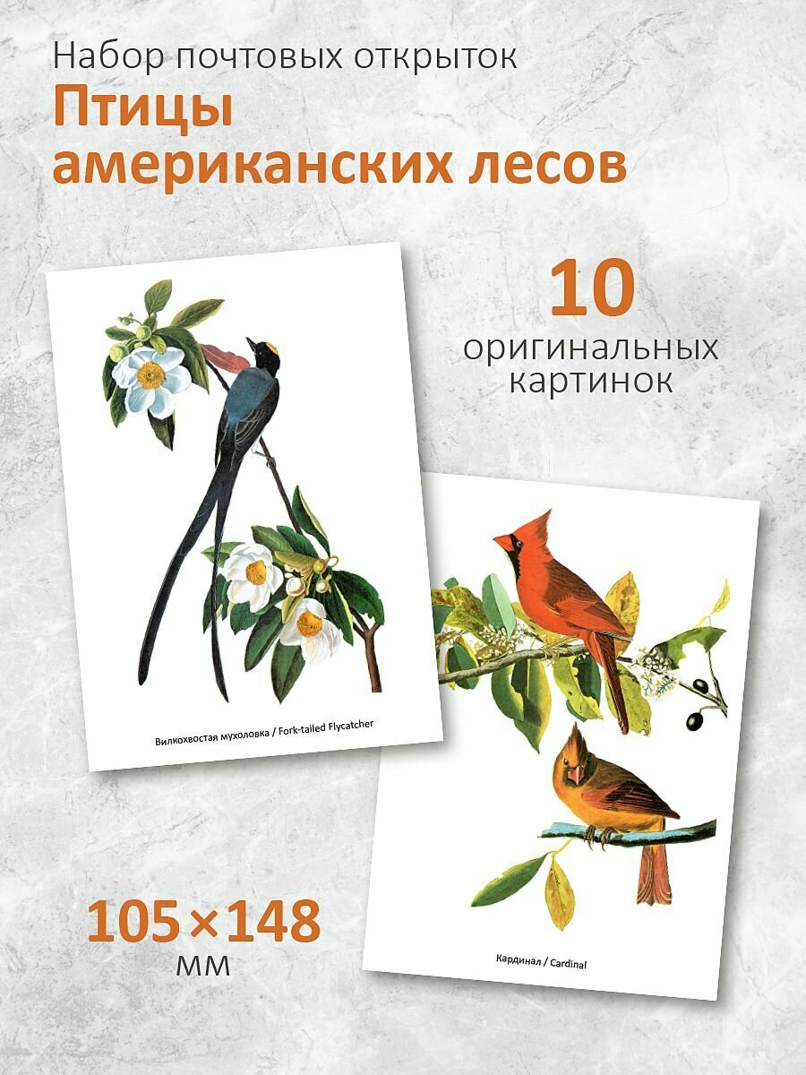 Набор 10 почтовых открыток для посткроссинга "Лесные Птицы", 10 шт. — фото 1