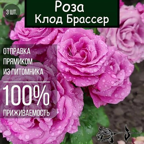 Саженец розы Клод Брассер 3 шт./ Чайно гибридная роза