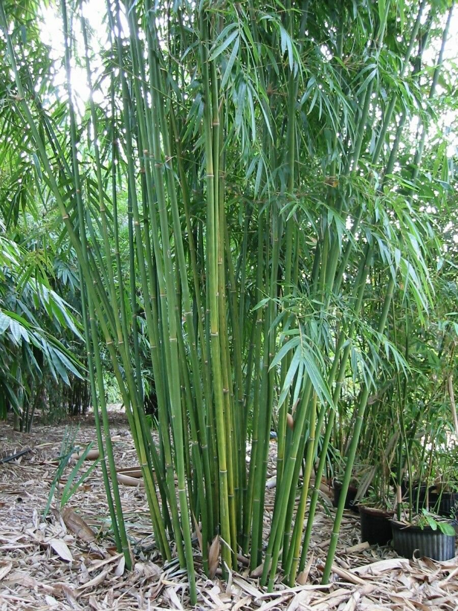 Семена Бамбук тростниковый (Bambusa arundinacea), 10 штук