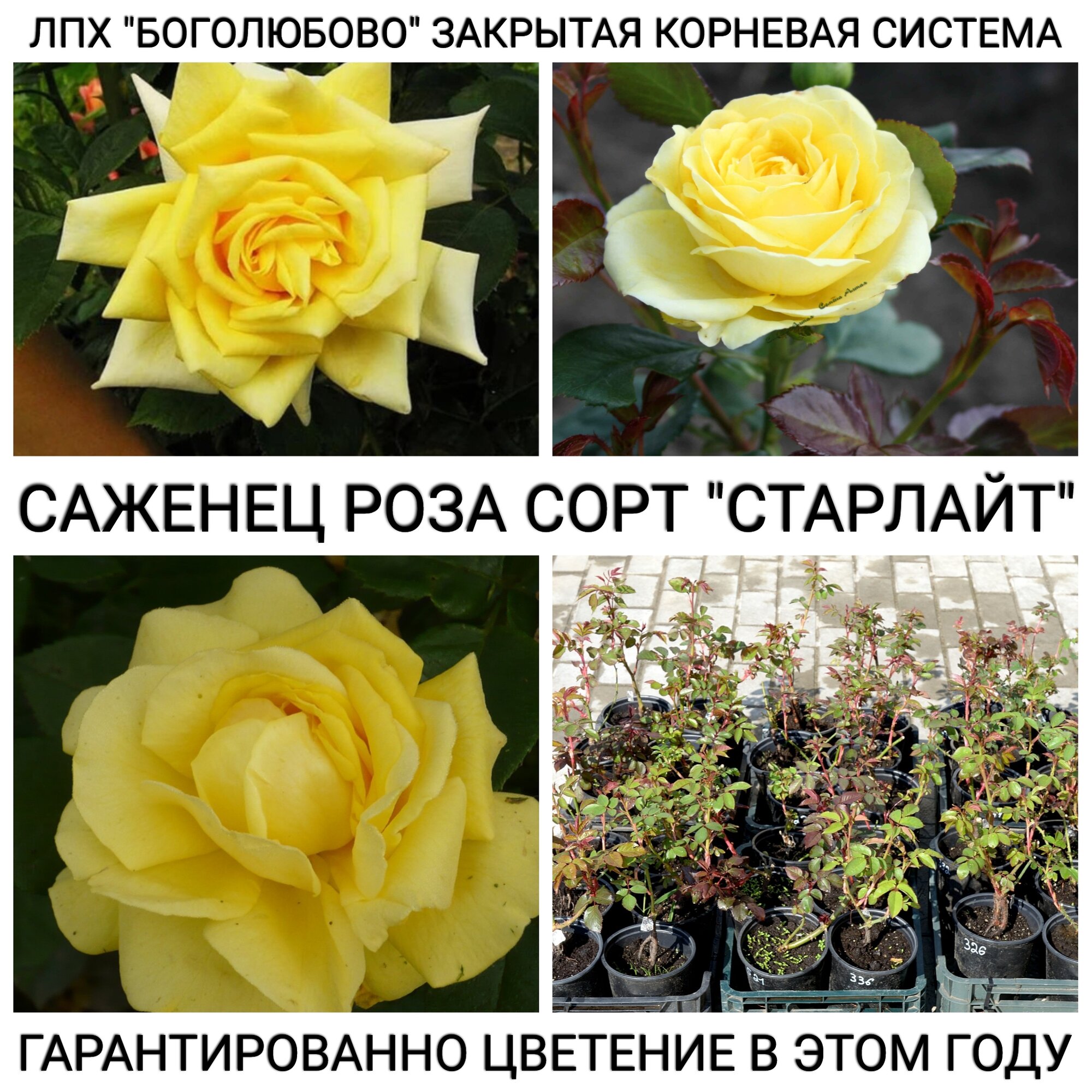 Саженец розы сорт "Старлайт" Закрытая корневая система