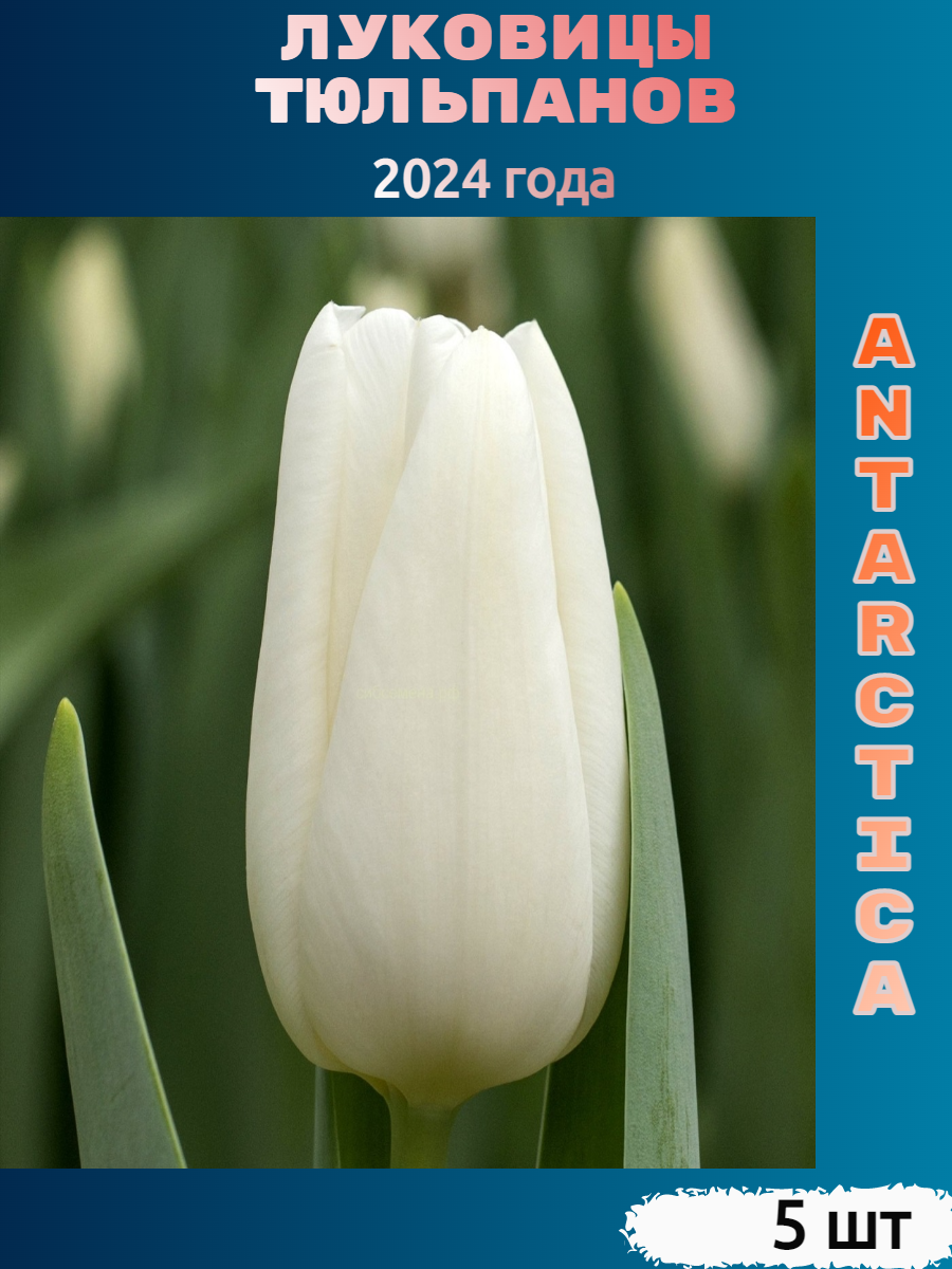 Луковицы тюльпана Antarctica ( 5 шт)