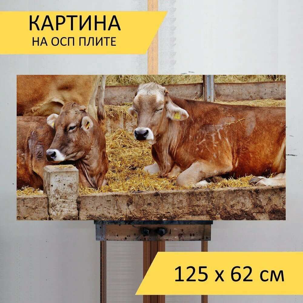 Картина на ОСП "Коровы, бычий, фермерский двор" 125x62 см. для интерьера на стену