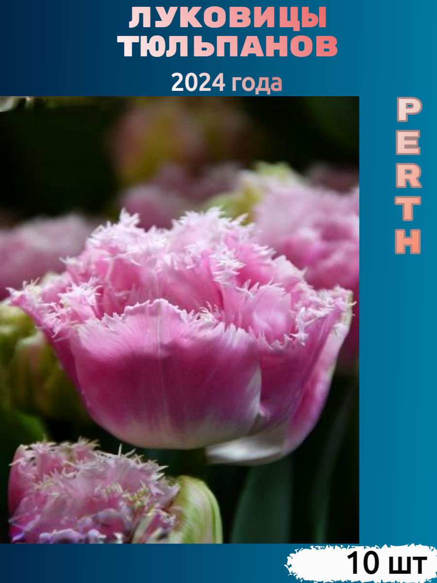 Луковицы тюльпана Perth (10 шт)