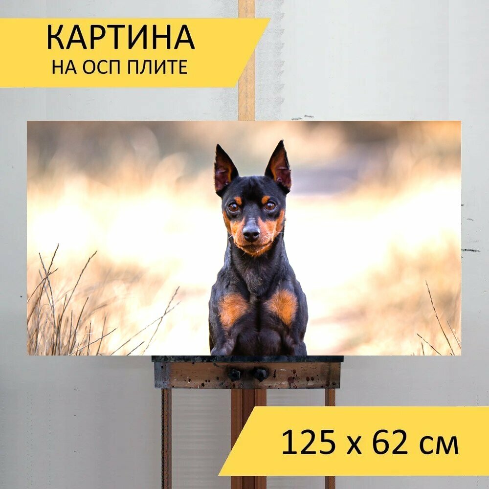 Картина на ОСП "Миниатюрный пинчер, собака, сидя" 125x62 см. для интерьера на стену