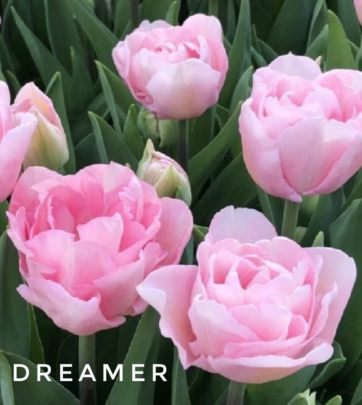 Тюльпаны пионовидные , луковицы сорт DREAMER (4 штуки)