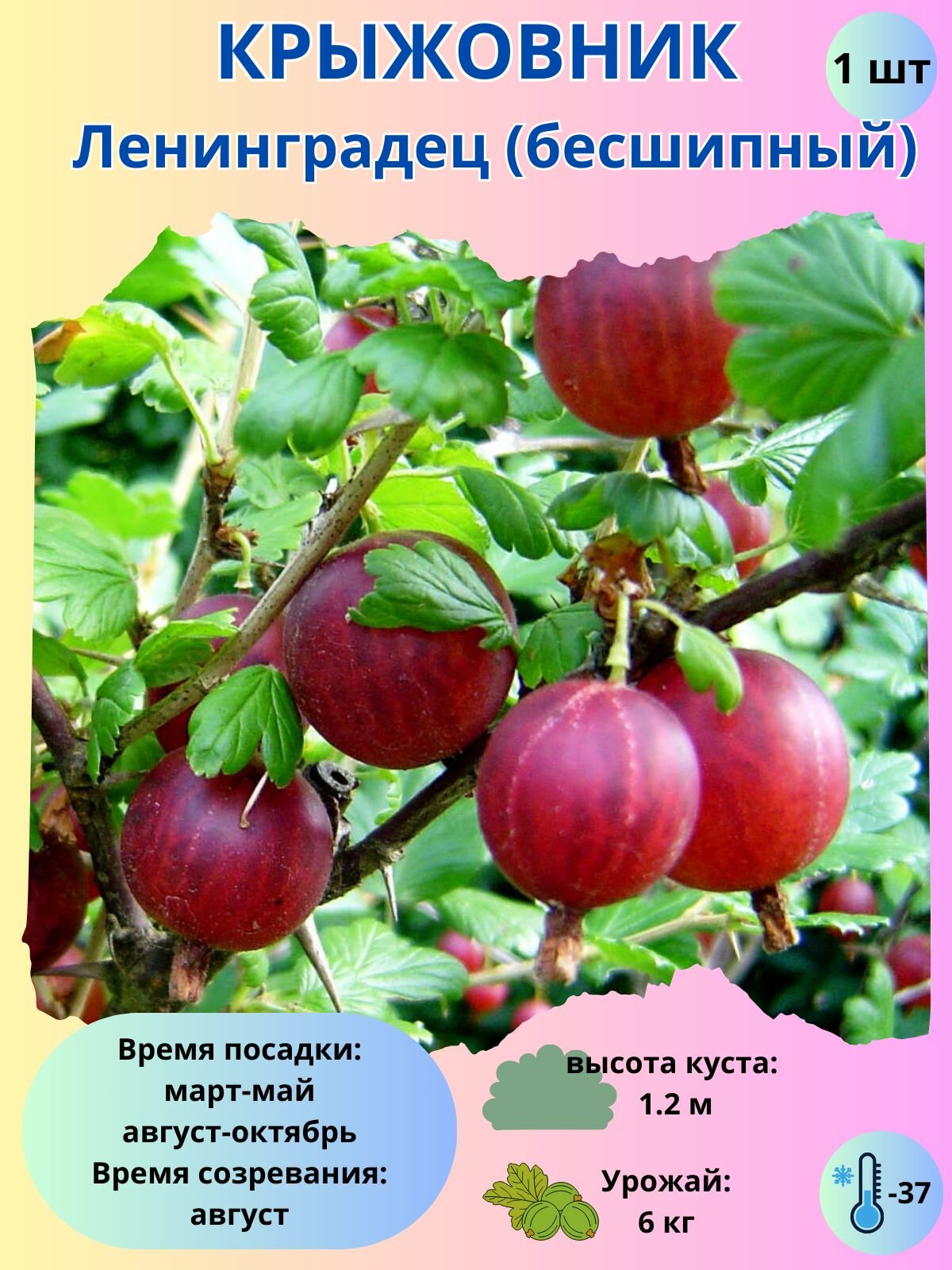 Крыжовник Ленинградец, ягодный кустарник