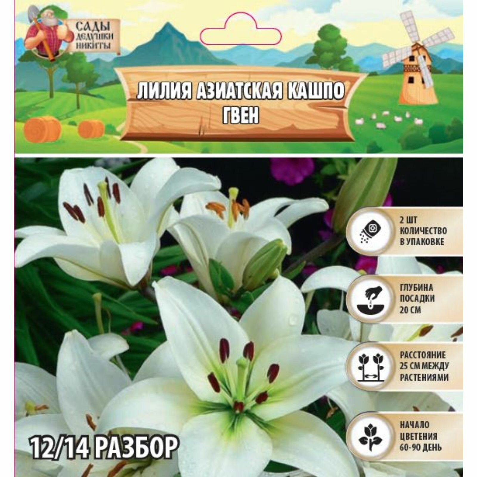 Лилия Азиатская Кашпо 