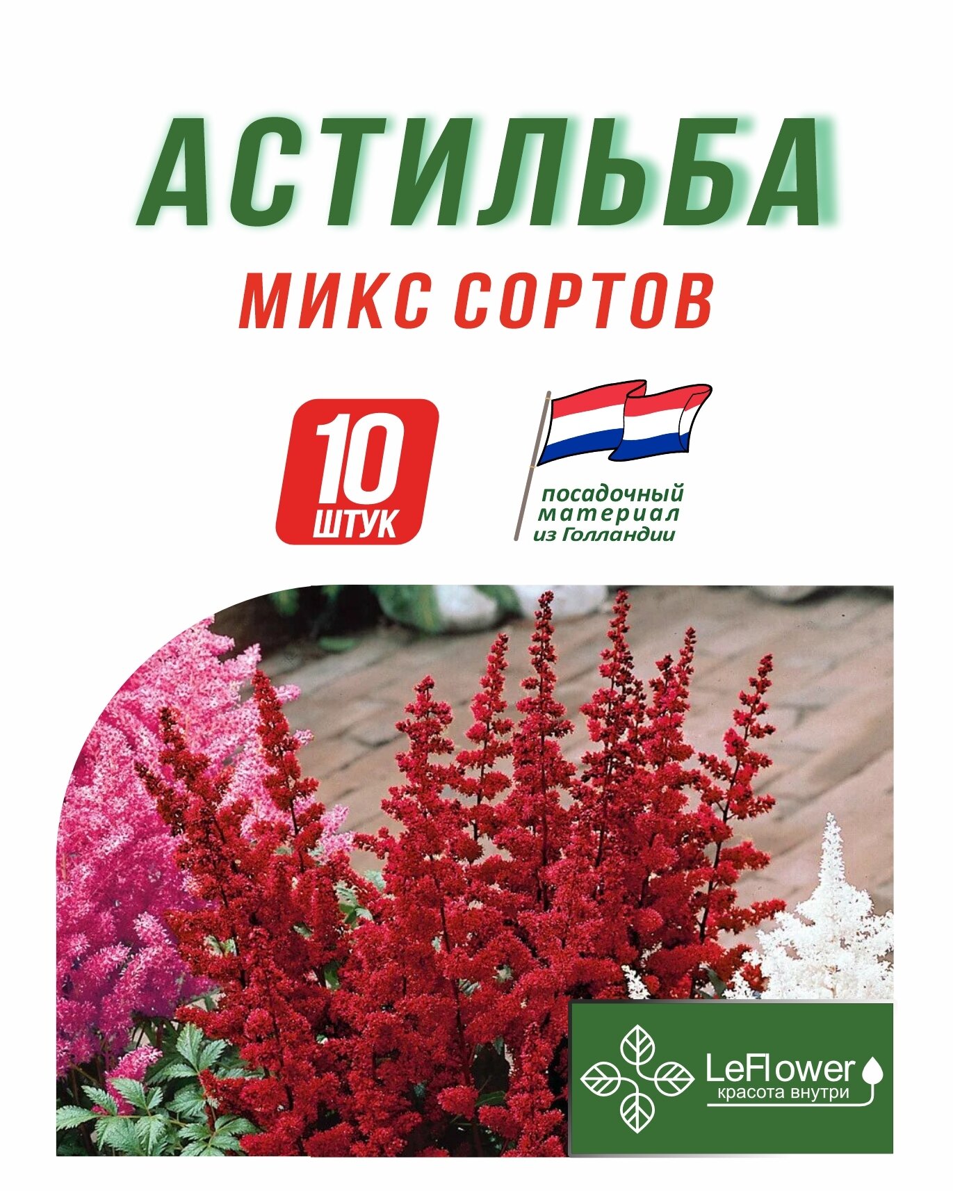 Корневище Астильба микс сортов 10 шт