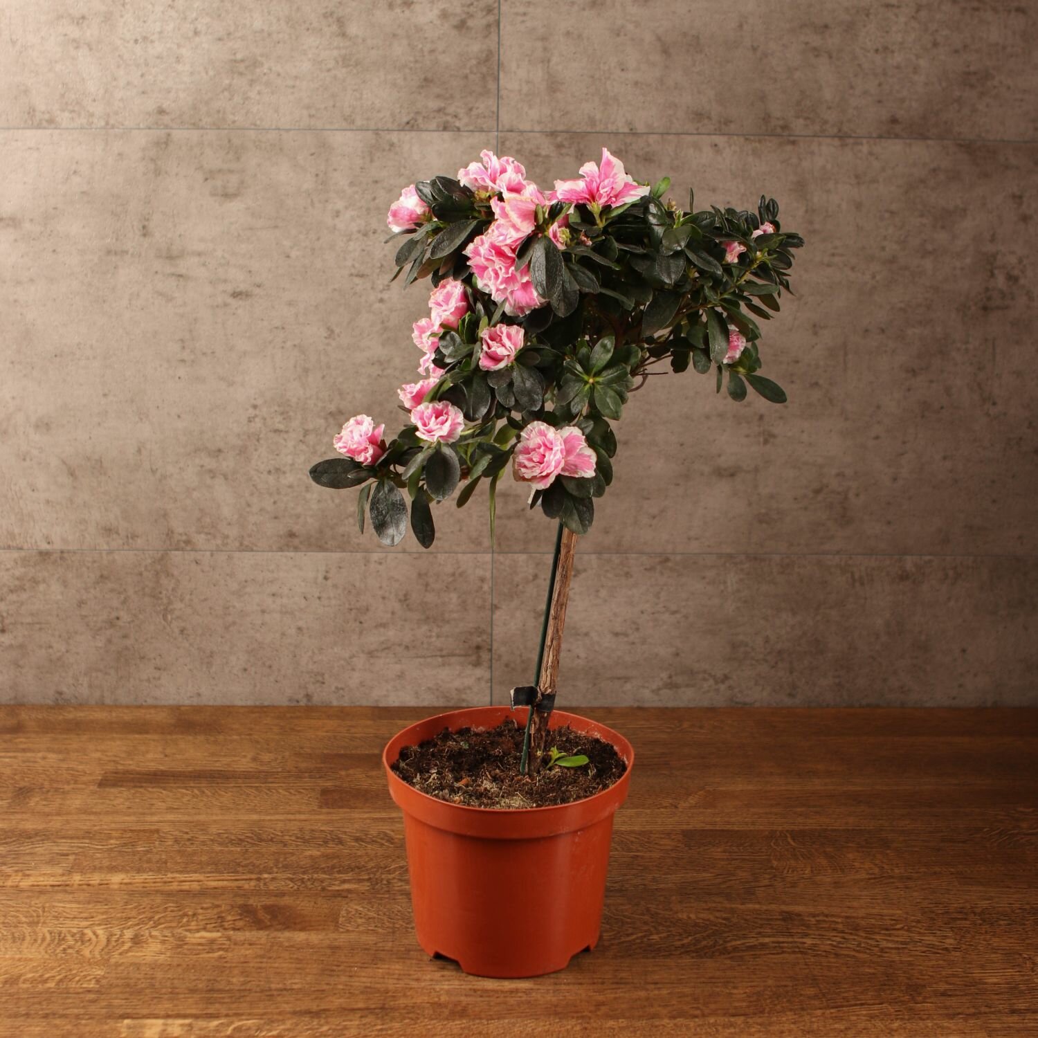 Азалия индика штамбовая бело-розовая 65/19