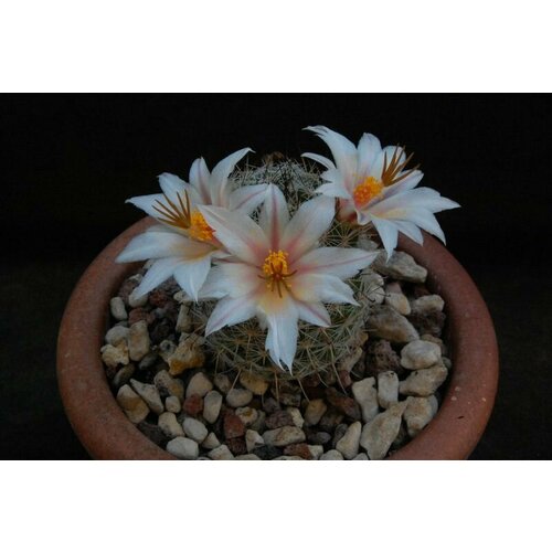 Маммилярия Луизи семена 15шт. (mammillaria louisae)