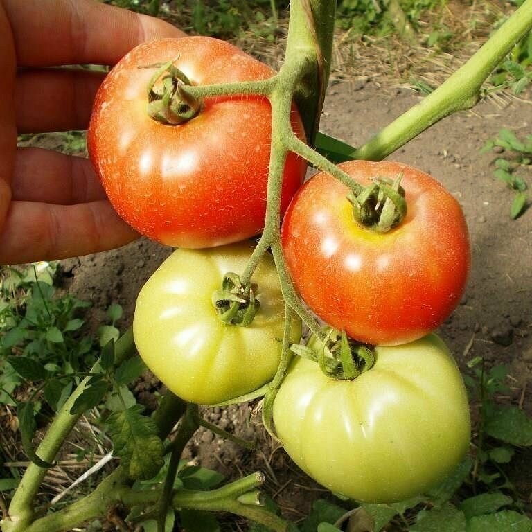 Коллекционные семена томата Фаворит 1