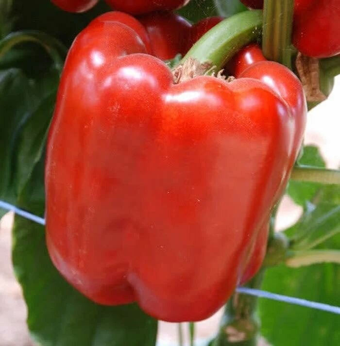 Коллекционные семена перца сладкого Гигант Красный F1