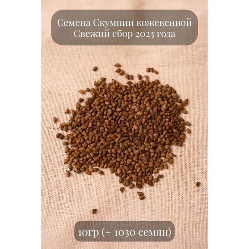 скумпия кожевенная лилла Семена кустарника Скумпии кожевенной, 10 грамм (примерно 1000 шт)