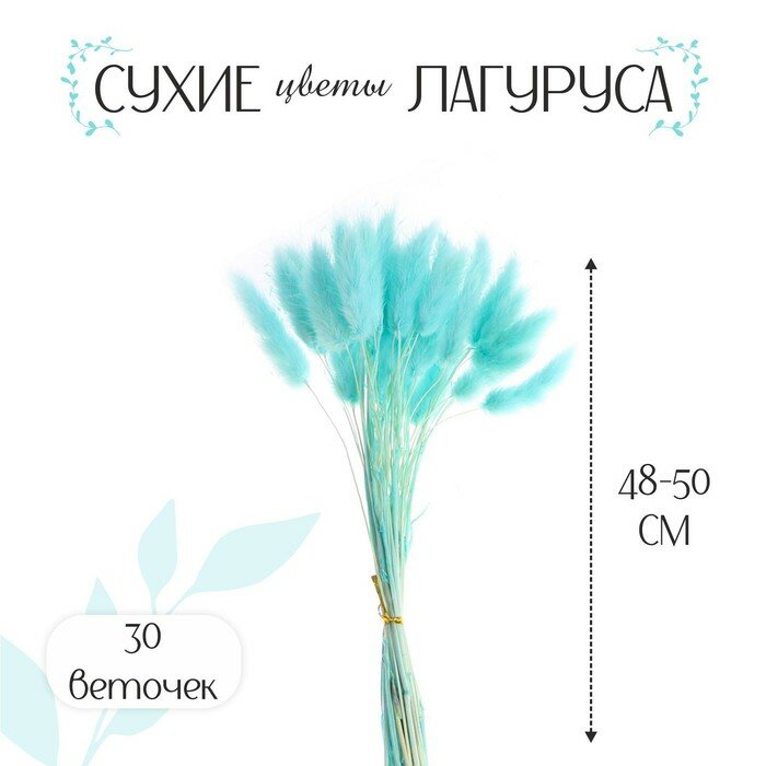 Сухие цветы КНР лагурус, 30 штук, голубой