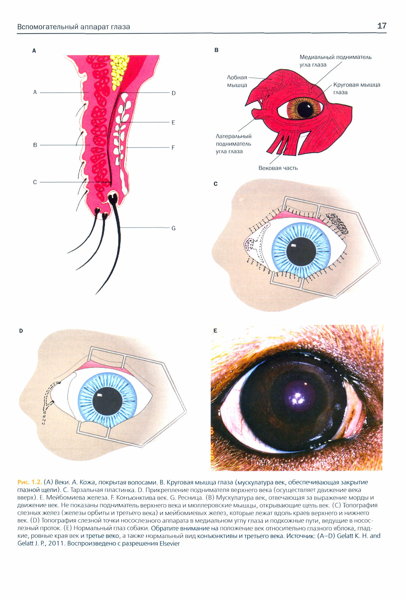Ветеринарная офтальмология. Полный атлас - фото №2