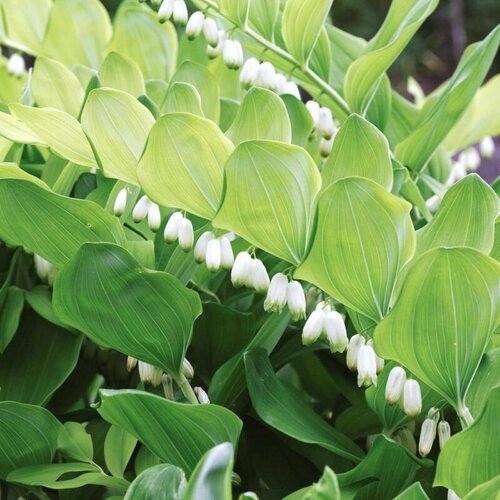 Купена душистая (лат. Polygonatum odoratum) семена 15 шт + подарочек