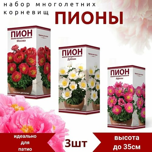 Набор молочноцветковый пион, Афины, Дублин, Москва, 3шт
