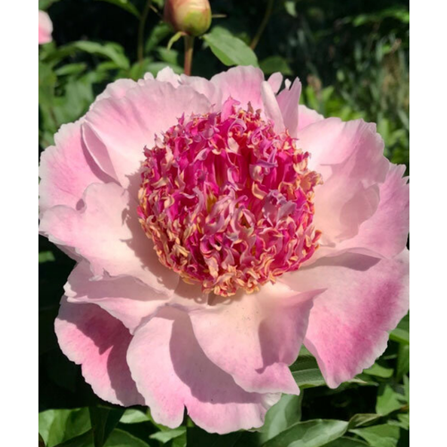 Пион Ду Телл (травянистый), 1 штука