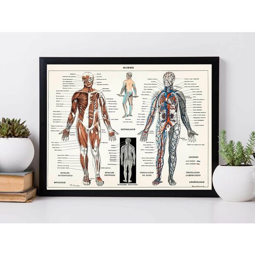 Винтажный плакат - "Познавательная Анатомия - Человек". Нервная и мышечная системы - ретро плакат Медицина 1900 год, размер А2, без рамы, подарок врачу