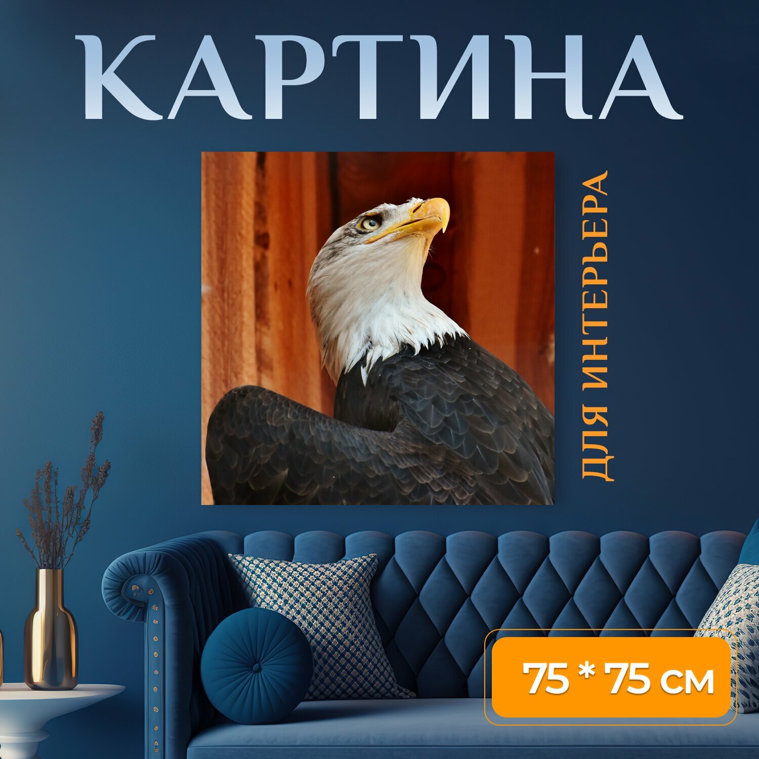 Картина на холсте "Орел, белоголовый орлан, веко" на подрамнике 75х75 см. для интерьера