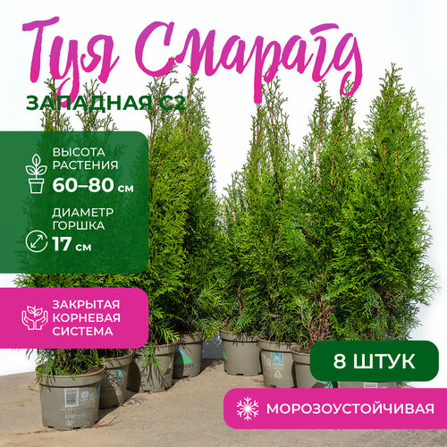 Туя саженцы Смарагд C2 Комплект 8 шт туя западная смарагд 15x30 см