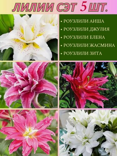 Изображение товара Лилии азиатские, луковицы, сет из 5 штук