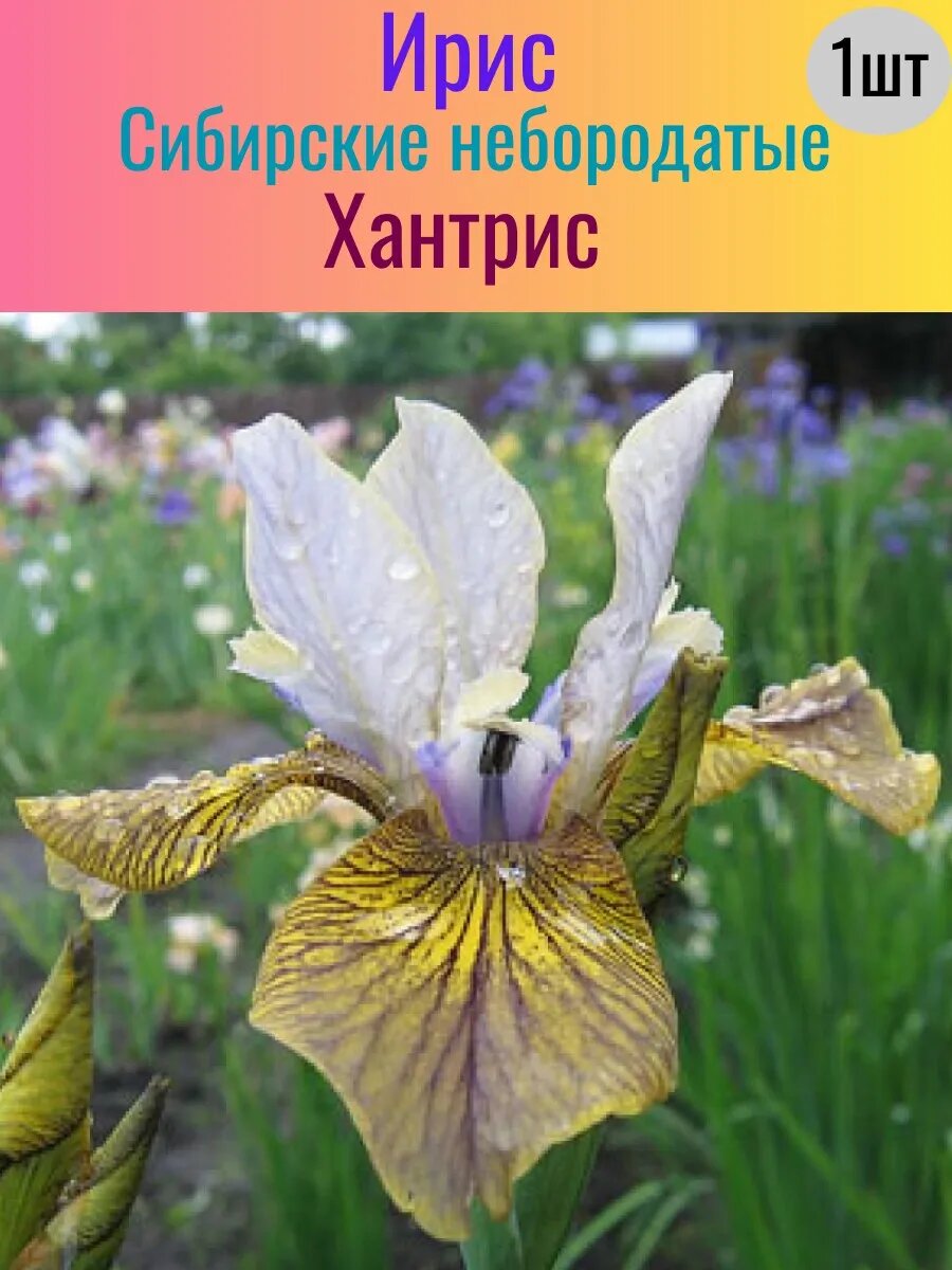 Ирис корневой 1 штука