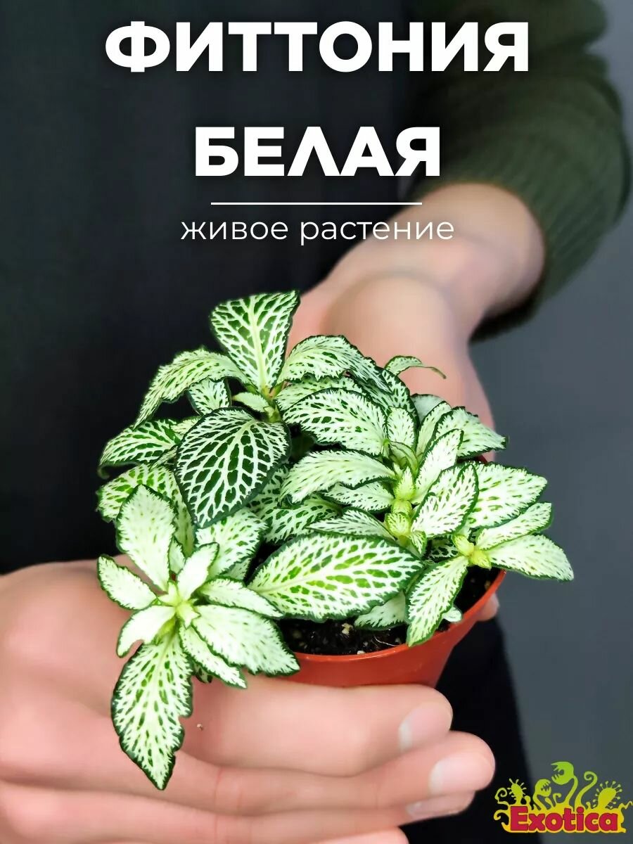 Фиттония Белая Форест Флейм (Fittonia White Forest Flame) D85см