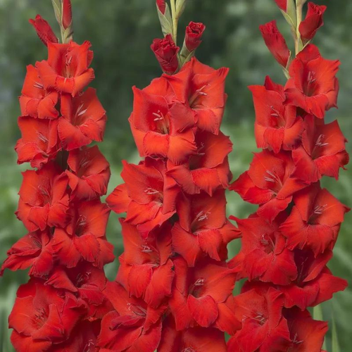 Гладиолус Фоста 5 шт