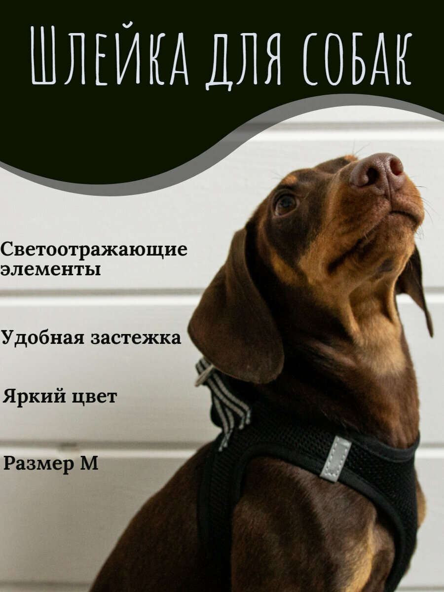 Прогулочная шлейка для собак мелких, средних пород со светоотражающими элементами, М чёрная
