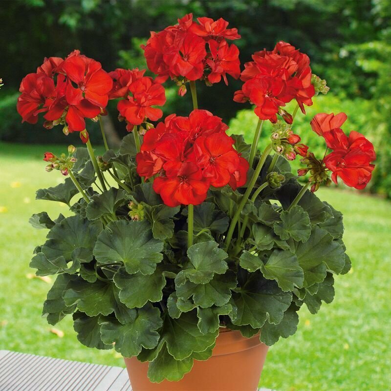 Пеларгония/ Pelargonium zonale Multibloom Red F1 (герань) семена