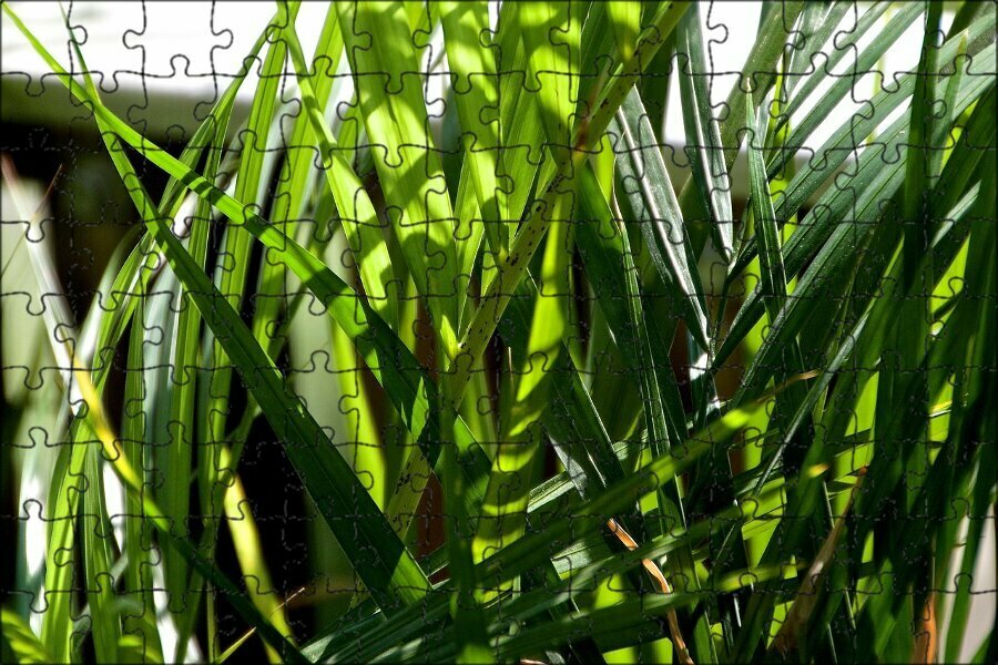 Магнитный пазл "Пальма, пальмовый лист, балконное растение" на холодильник 27 x 18 см.