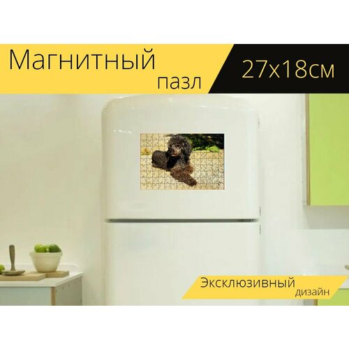 Магнитный пазл Собака, пудель, миниатюрный пудель на холодильник 27 x 18 см. магнитный пазл собака пудель миниатюрный пудель на холодильник 27 x 18 см