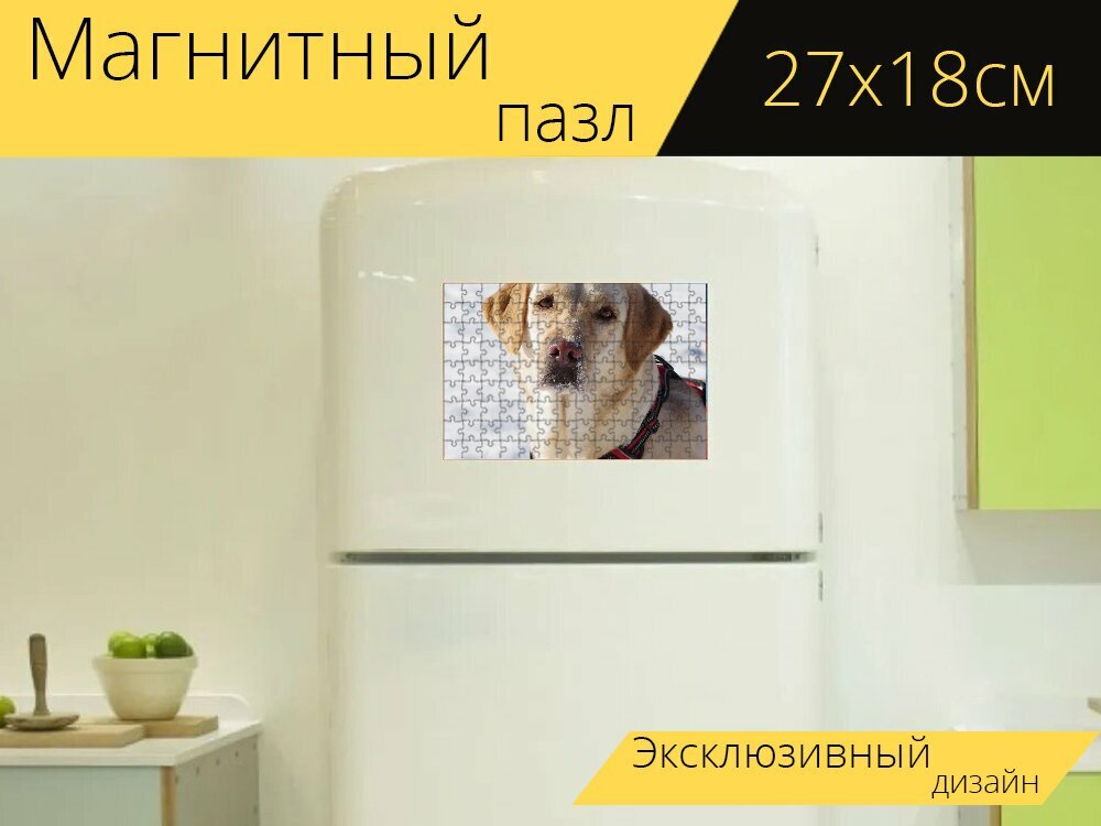 Магнитный пазл "Лабрадор ретривер, собака, снег" на холодильник 27 x 18 см.