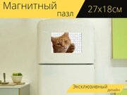 Магнитный пазл "Кот, изолированные, кошачий" на холодильник 27 x 18 см.