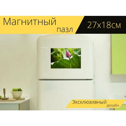 Магнитный пазл Цветок лотоса, бутон, бутон лотоса на холодильник 27 x 18 см. магнитный пазл водяная лилия цветок лотоса листья лотоса на холодильник 27 x 18 см