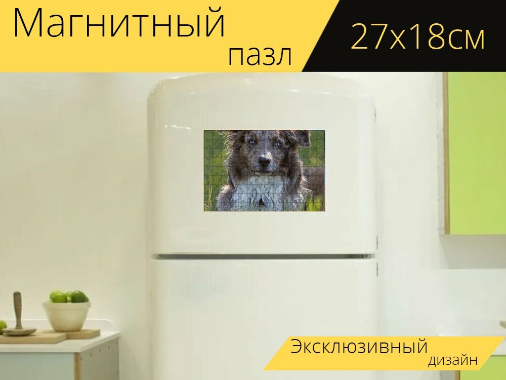 Магнитный пазл "Австралийская овчарка, собака, трава" на холодильник 27 x 18 см.