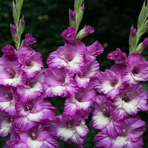 Гладиолус Шейди Фриззл 20 шт